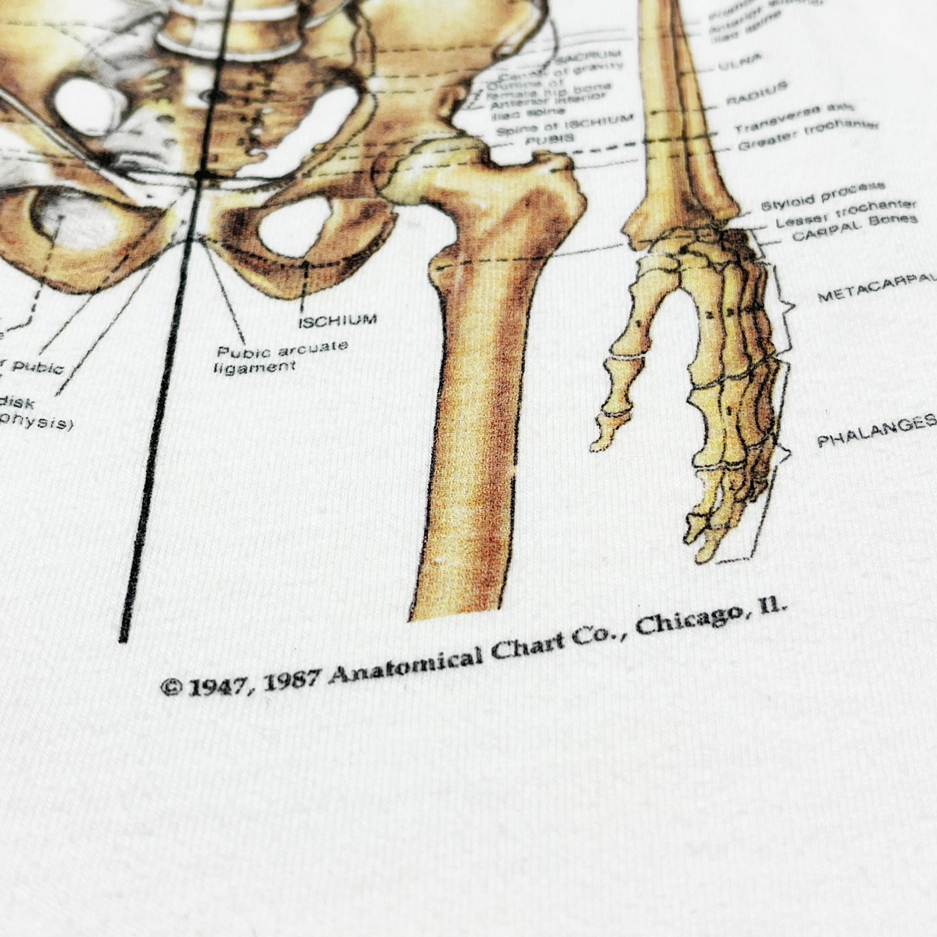 90's AARDVARK GRAPHICS Anatomical Model T Size (XL) – frgeek