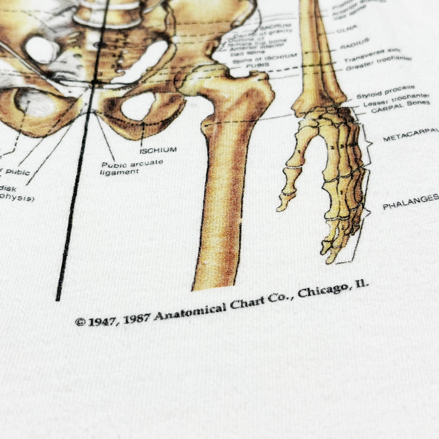 90's AARDVARK GRAPHICS Anatomical Model T Size (XL)